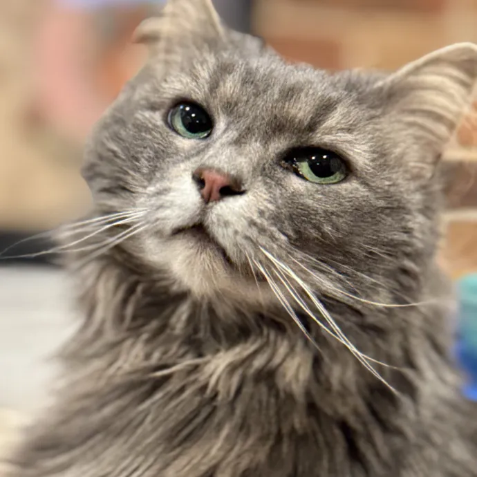 Caring Cat Companion