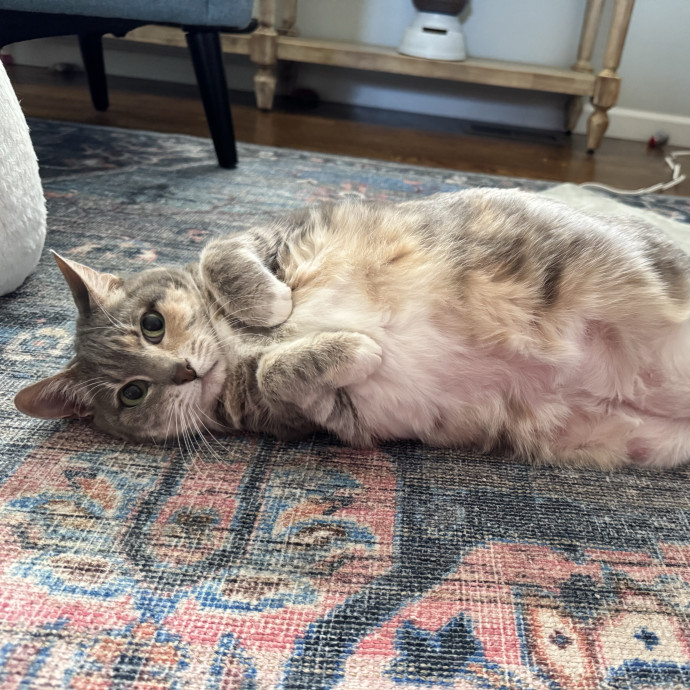 Caring Cat Companion