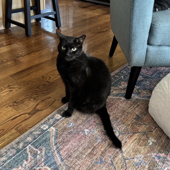 Caring Cat Companion