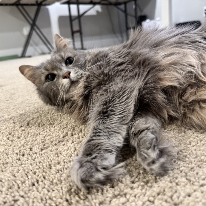 Caring Cat Companion