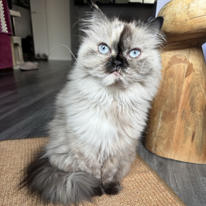 Caring Cat Companion
