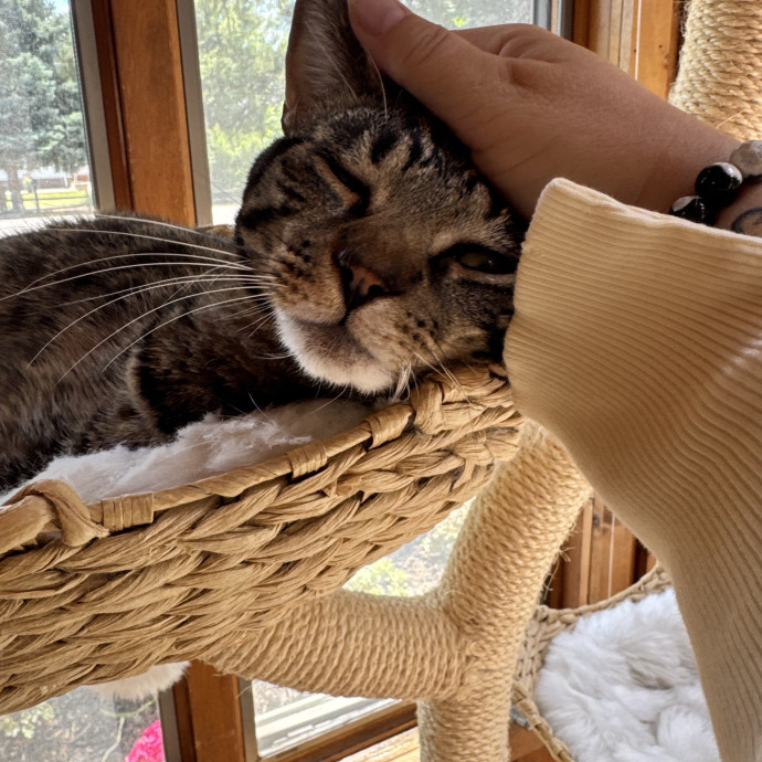 Caring Cat Companion