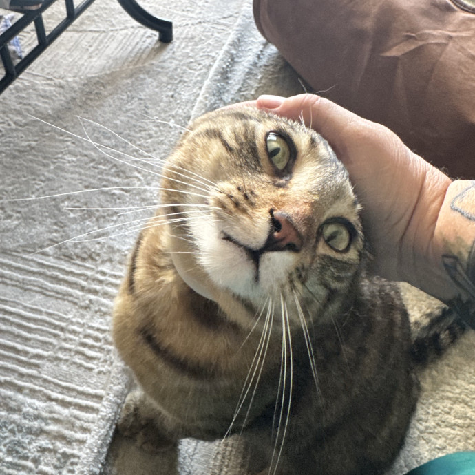 Caring Cat Companion