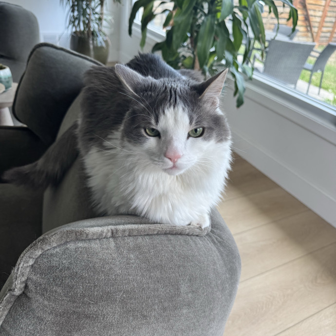 Caring Cat Companion