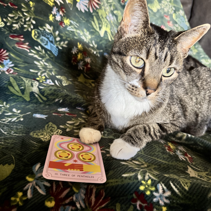 Caring Cat Companion