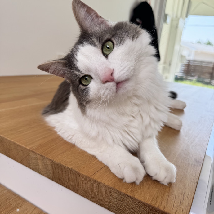 Caring Cat Companion photo 3