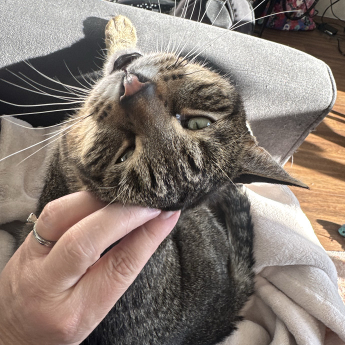 Caring Cat Companion