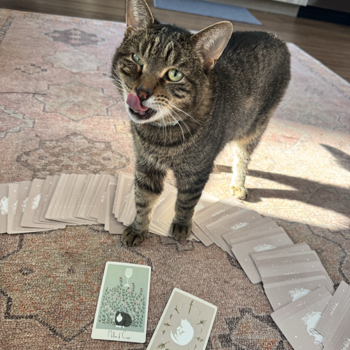 Caring Cat Companion