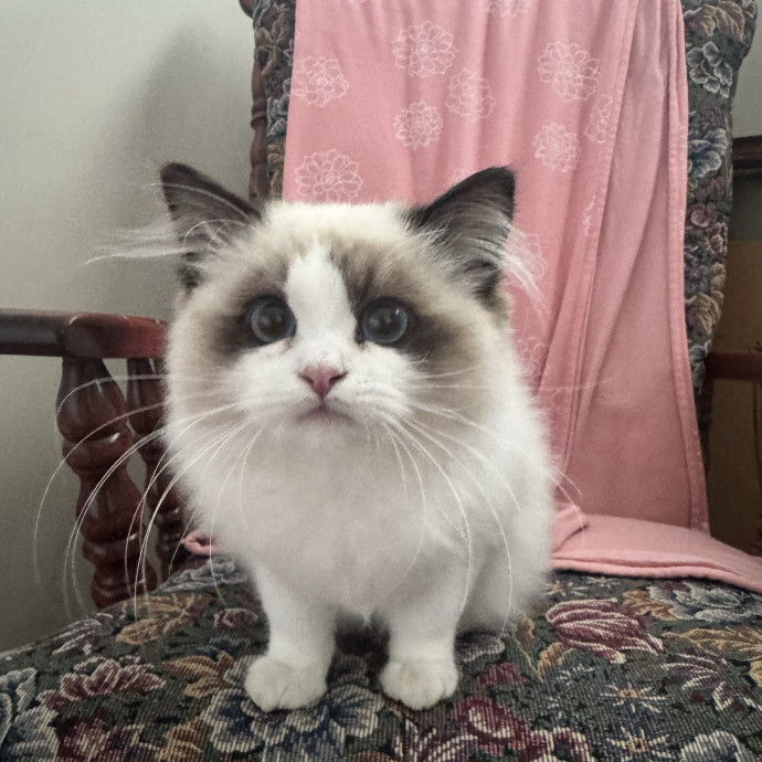 Caring Cat Companion photo 3