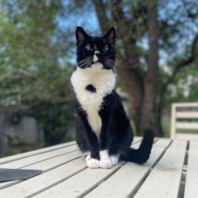 Experienced And Reliable Cat Sitter