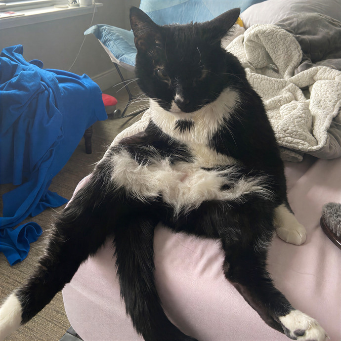 Experienced And Reliable Cat Sitter