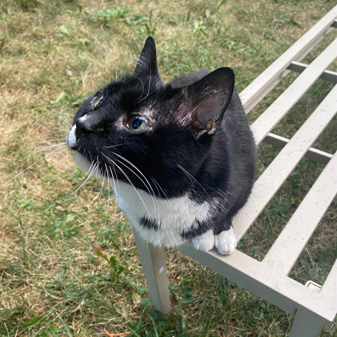 Experienced And Reliable Cat Sitter