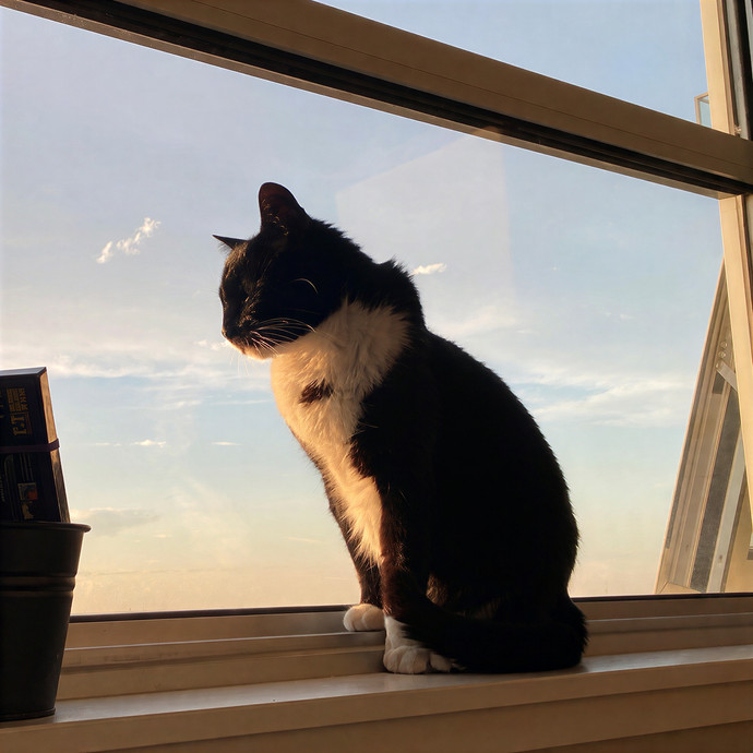 Experienced And Reliable Cat Sitter photo 2