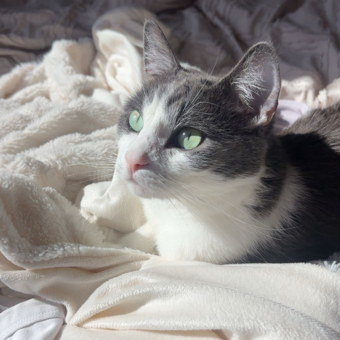 All Feline Friends Are Welcome
