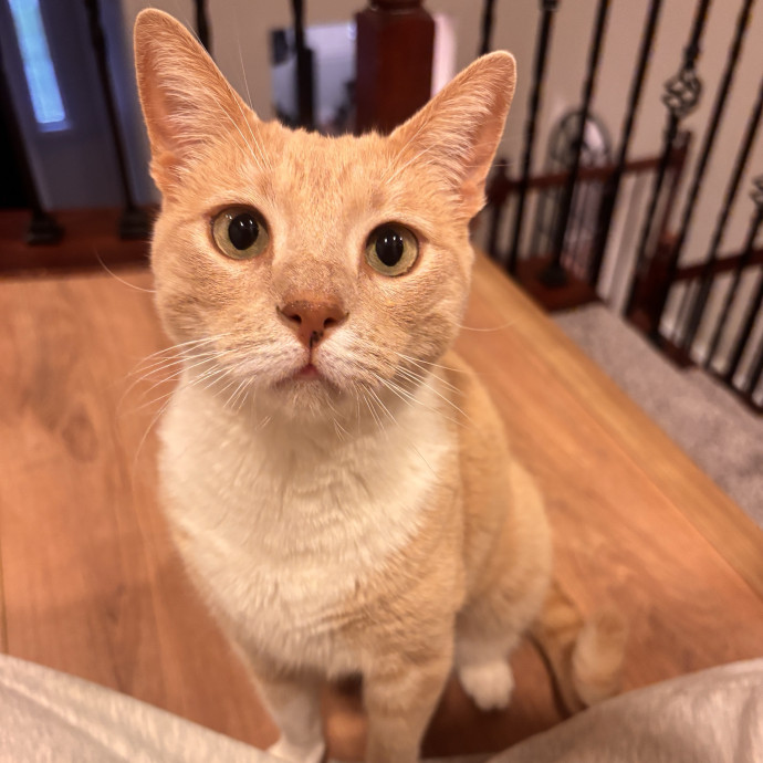 All Feline Friends Are Welcome