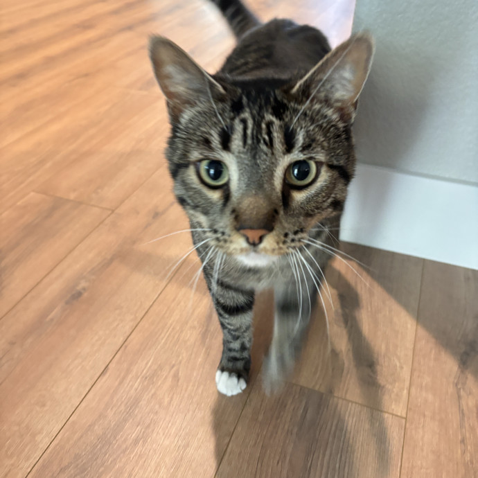 All Feline Friends Are Welcome