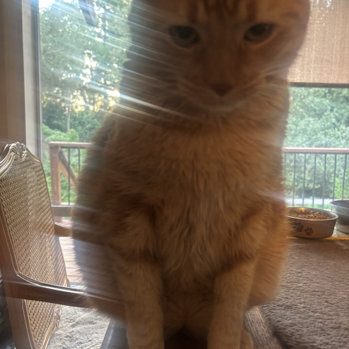 All Feline Friends Are Welcome