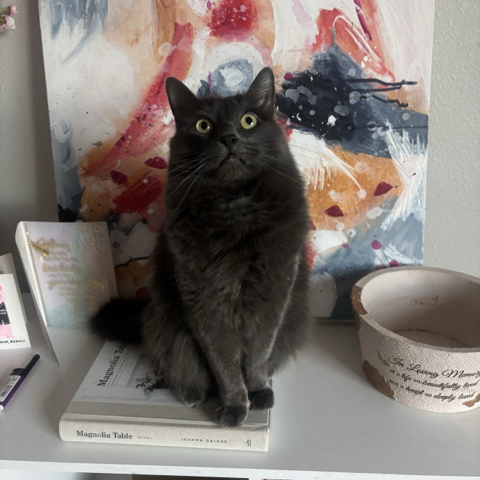 All Feline Friends Are Welcome