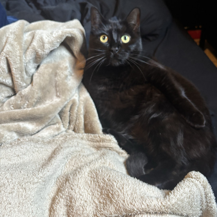 All Feline Friends Are Welcome