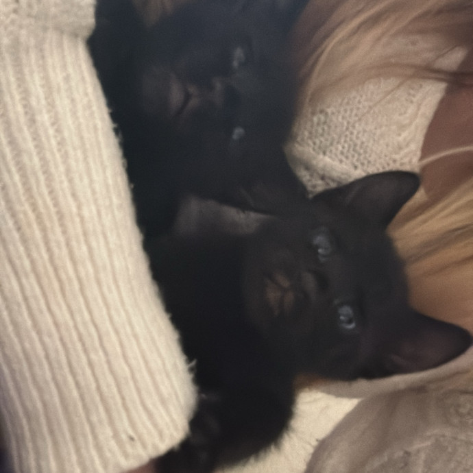 All Feline Friends Are Welcome