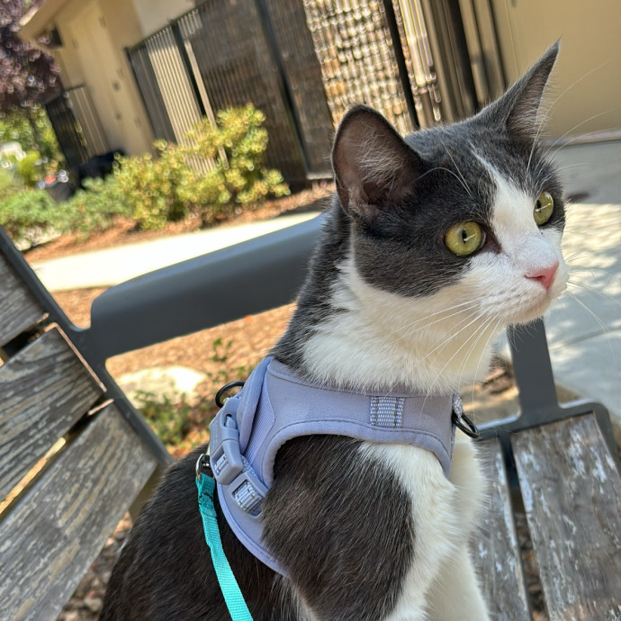 All Feline Friends Are Welcome