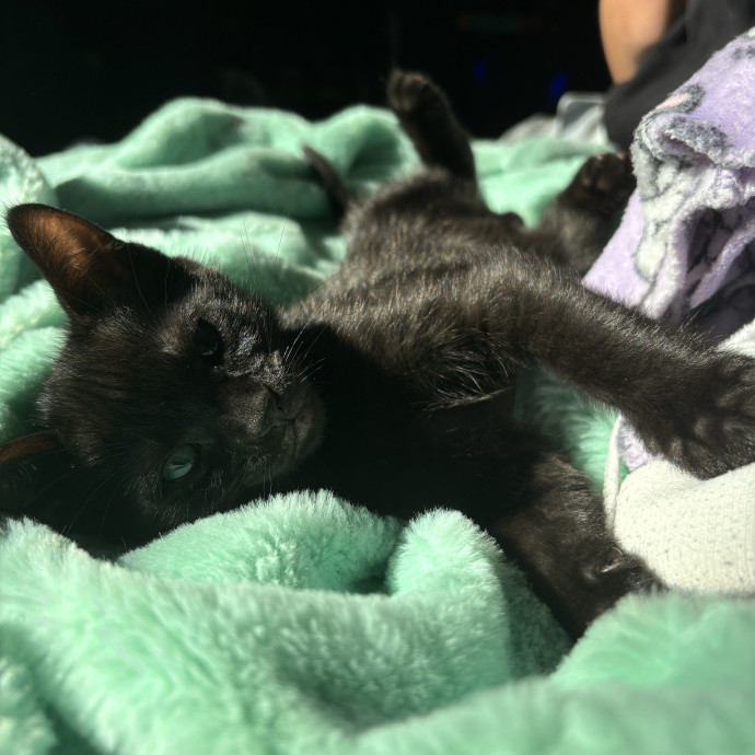 All Feline Friends Are Welcome