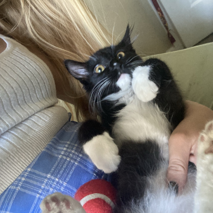 All Feline Friends Are Welcome photo 3