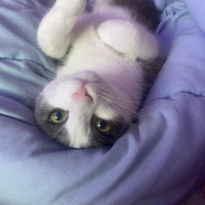 All Feline Friends Are Welcome photo 2