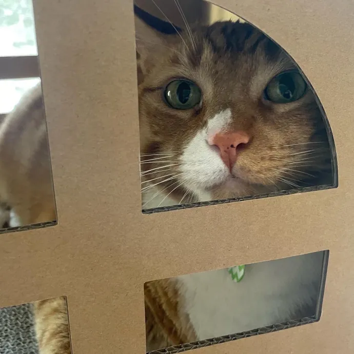 Jennifer Kitty Lover In Sf