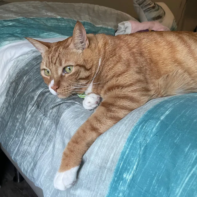 Jennifer Kitty Lover In Sf