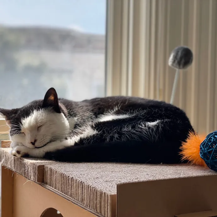 Jennifer Kitty Lover In Sf