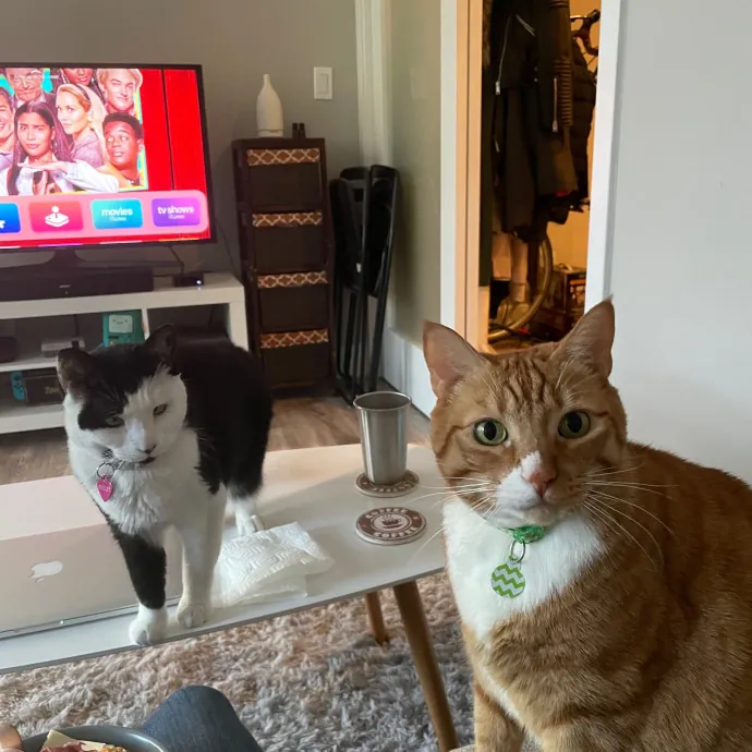 Jennifer Kitty Lover In Sf