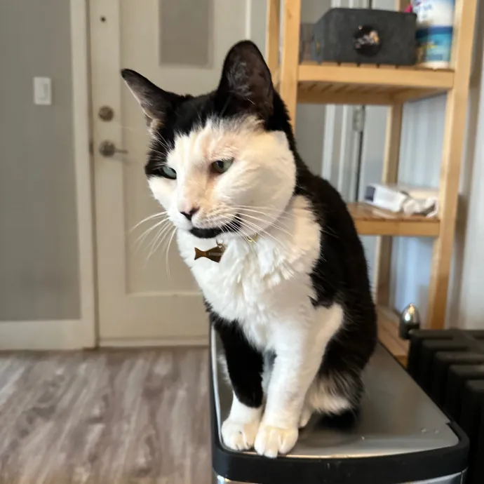 Jennifer Kitty Lover In Sf