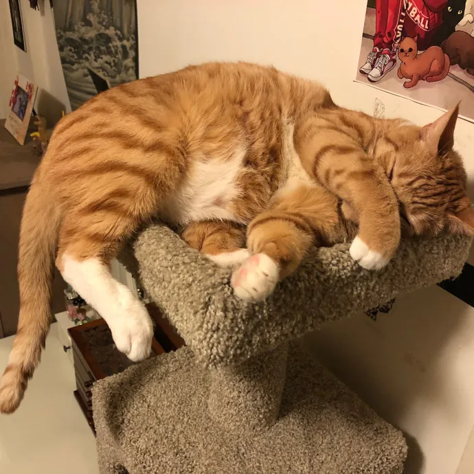 Jennifer Kitty Lover In Sf