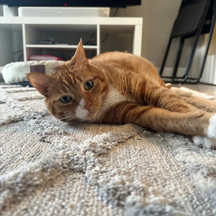 Jennifer Kitty Lover In Sf