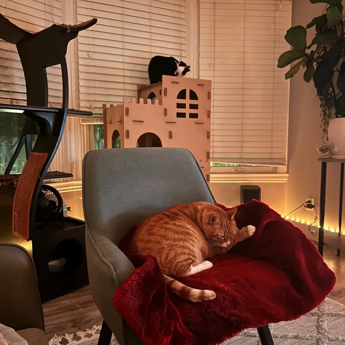 Jennifer Kitty Lover In Sf