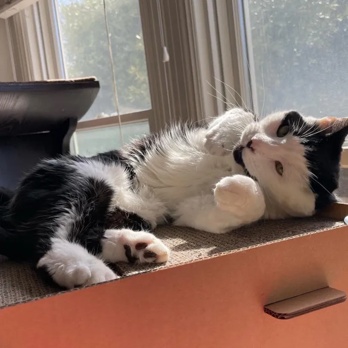 Jennifer Kitty Lover In Sf