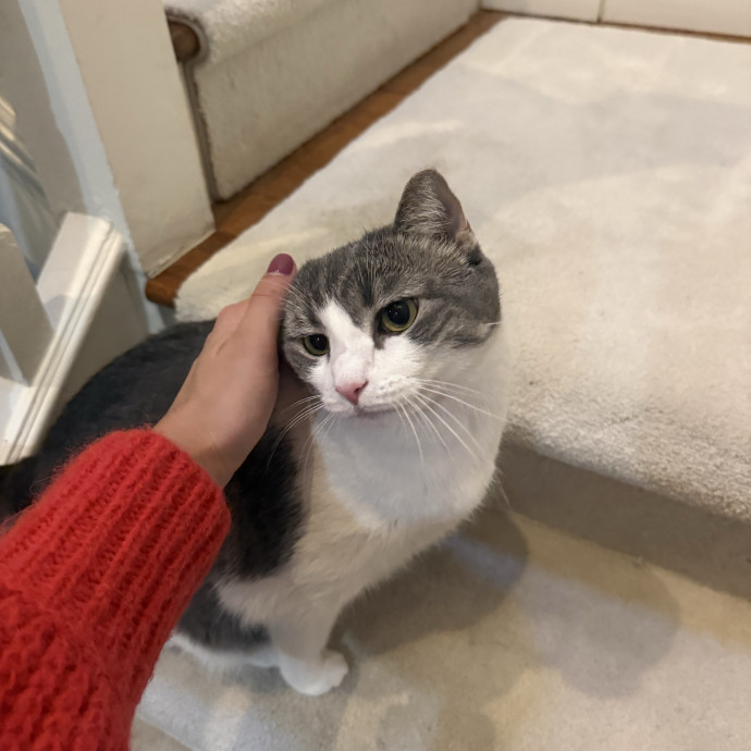 Aspiring Stay At Home Cat Mom