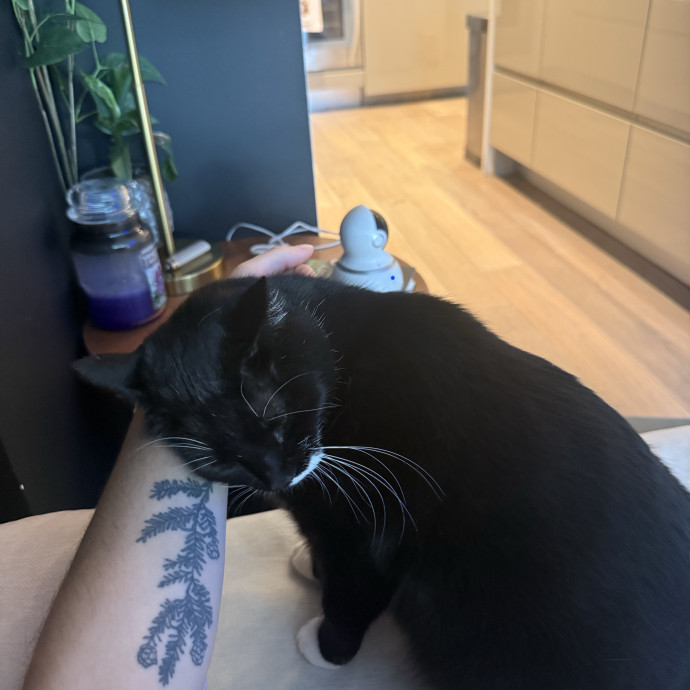 Aspiring Stay At Home Cat Mom