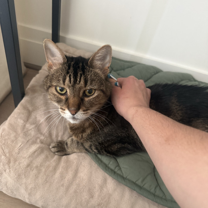 Aspiring Stay At Home Cat Mom