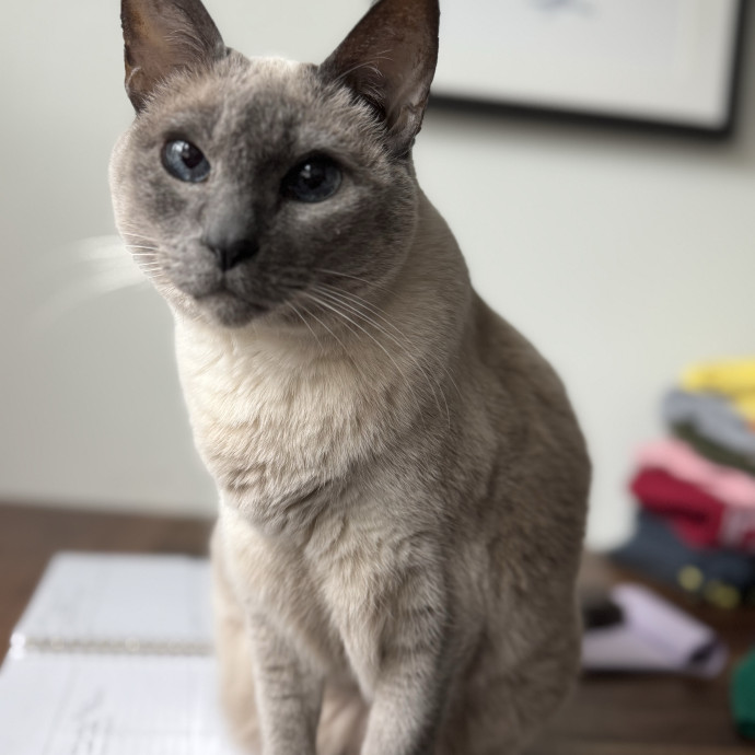 Located In Celebration-Cat Lover And Rn
