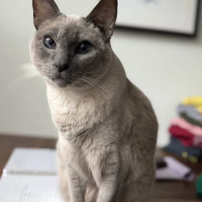 Located In Celebration-Cat Lover And Rn