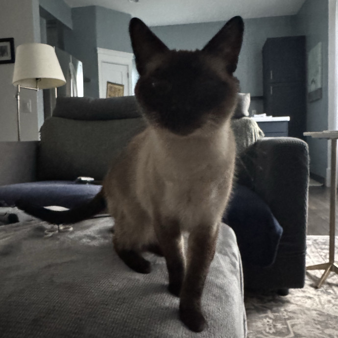 Located In Celebration-Cat Lover And Rn