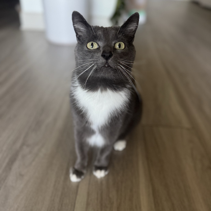 Located In Celebration-Cat Lover And Rn