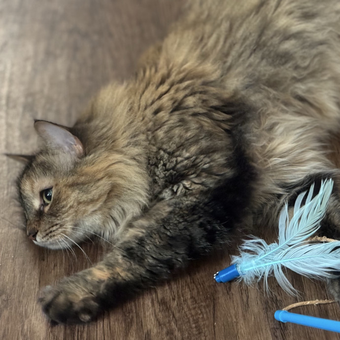 Located In Celebration-Cat Lover And Rn