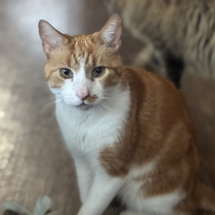 Located In Celebration-Cat Lover And Rn photo 3