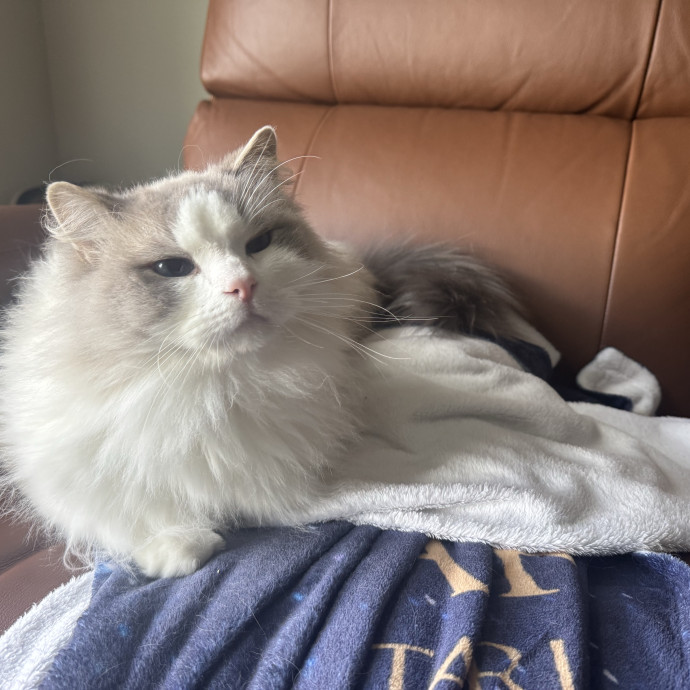 Located In Celebration-Cat Lover And Rn photo 2