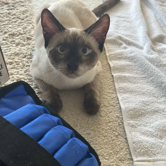 Peace Of Mind Cat Care