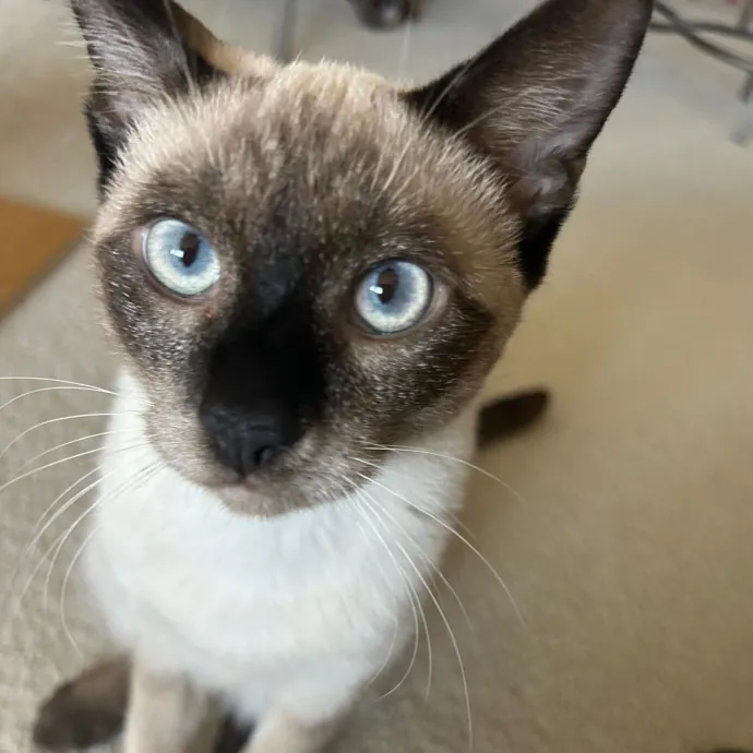 Peace Of Mind Cat Care