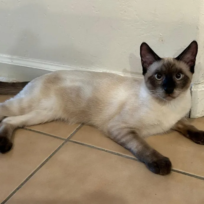 Peace Of Mind Cat Care